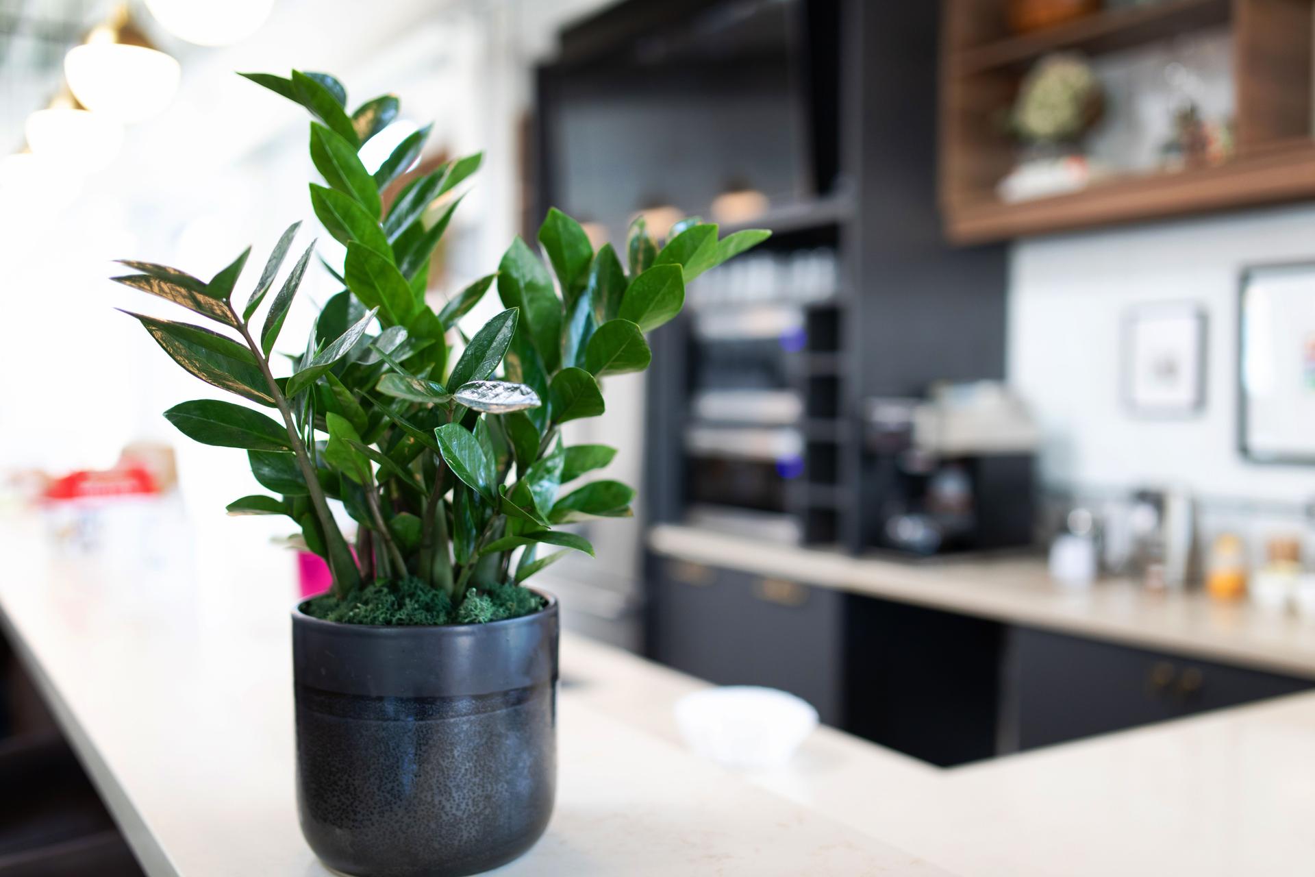 Office Plant