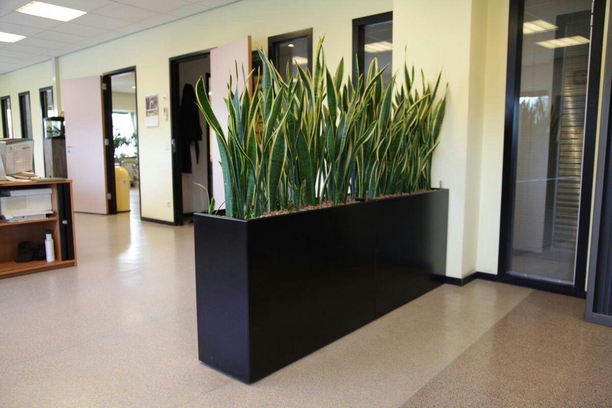 Planter for Privacy