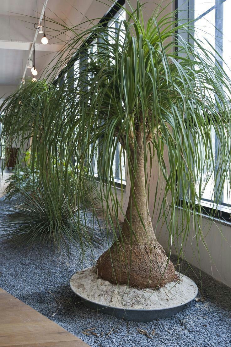 Special Order Plants