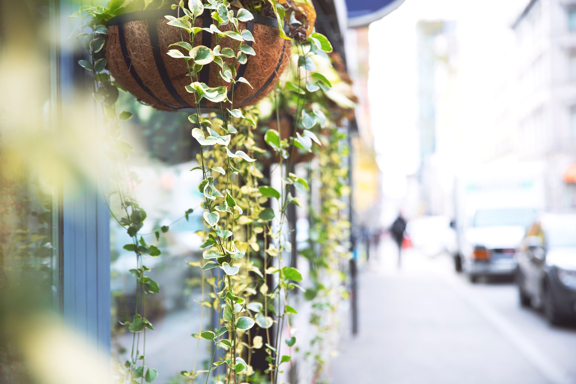 Potted vines hanging in front of a store