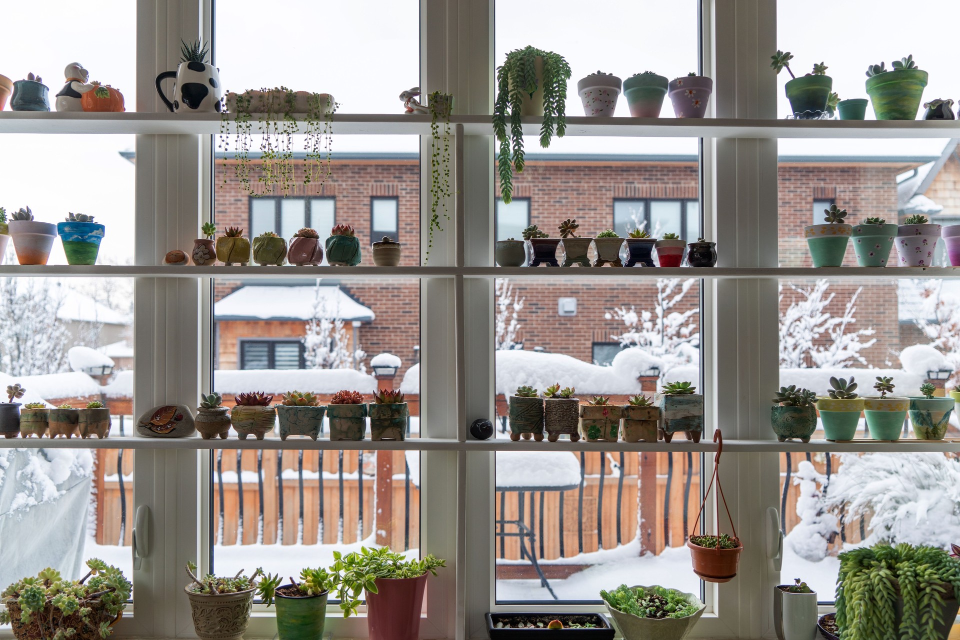 Green Plants and Window at Winter