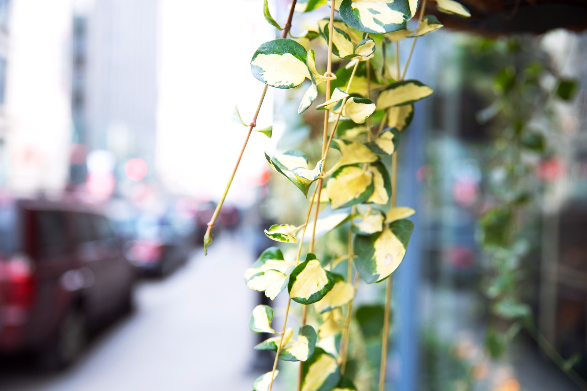 Potted vines hanging in front of a store