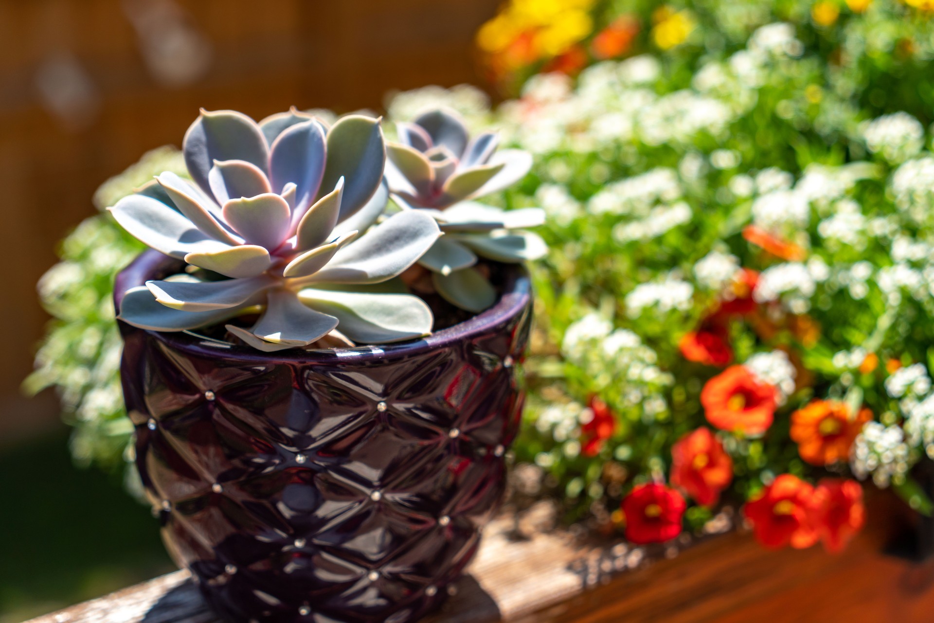 Echeveria ‘Perle Von Nurnberg’ - Succulents Plant